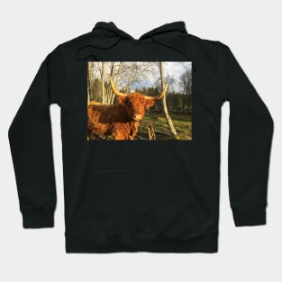 Scottish Highland Cattle Cow 2153 Hoodie